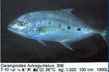 Carangoides fulvoguttatus